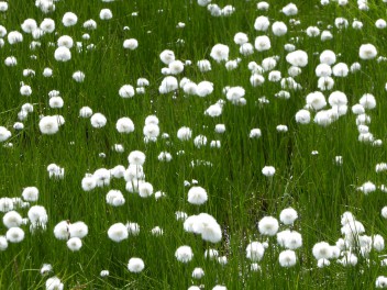 Flora alpina - Eriophorum scheuchzeri 