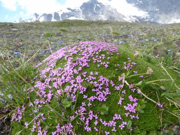 Flora alpina - Silene acaulis