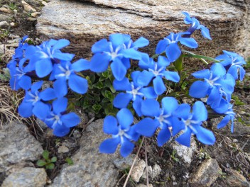 Flora alpina - Gentiana brachyphylla